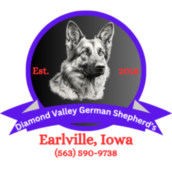 Diamond Valley German Shepherd's